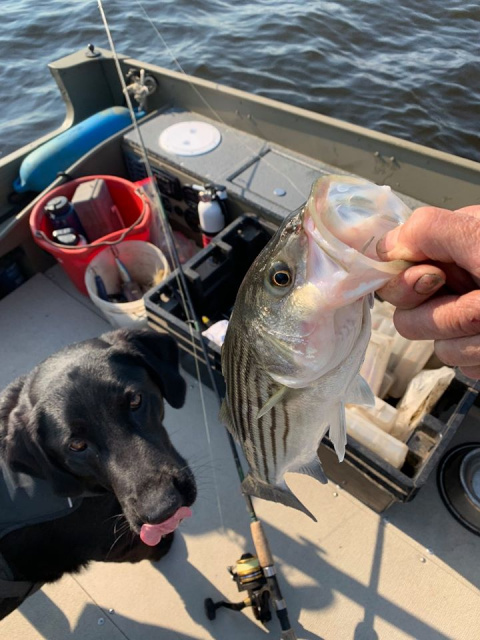 Striped Bass Fishing MA